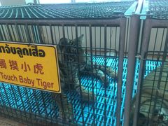 -是拉差龙虎园(Permanently closed)
