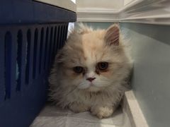 -纳吉亚猫专科动物医院·北北分院