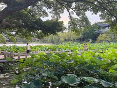 -江心屿景区