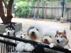 -TrueLove @ Neverland (Husky Cafe)