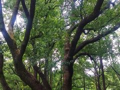 -徐家汇源景区-衡山公园