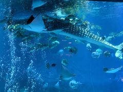 -烟台海昌鲸鲨海洋公园