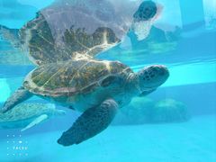 -珠海长隆海洋王国