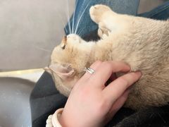 -飞行喵MR PILOT|猫舍·猫咖(静安大融城店)