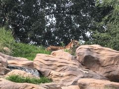 -北京野生动物园