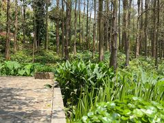 -深圳仙湖植物园