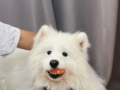 -星多哈·狗咖·拼豆·咖啡