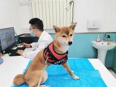 -欧奕国际动物医院