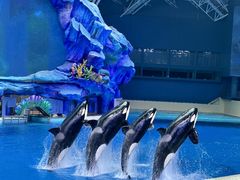 -珠海横琴长隆《卡卡虎奇遇记》