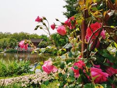 -鹅湖玫瑰文化园