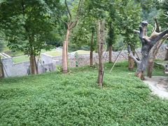 -都江堰中华大熊猫苑