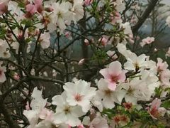 -天适樱花悠乐园