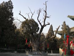 -大槐树寻根祭祖园