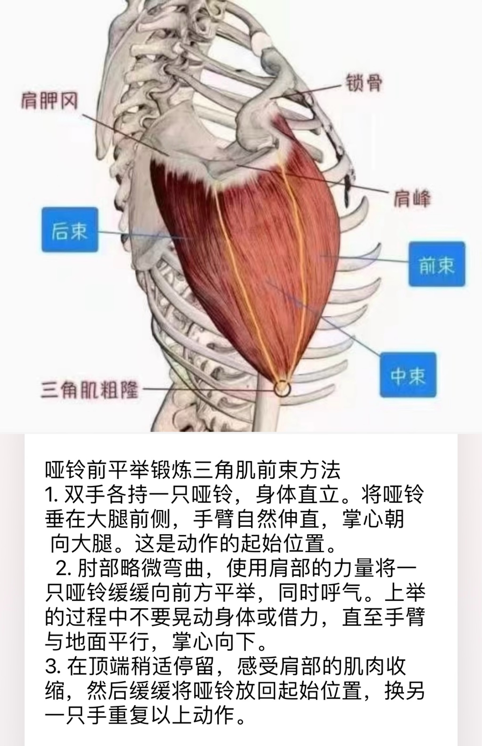 练肩前束的动作图片