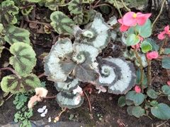 -国家植物园南园