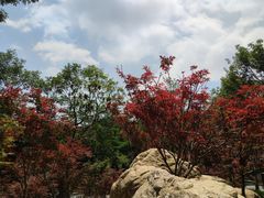 -广州市帽峰山景区