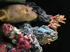 -暹罗海洋世界