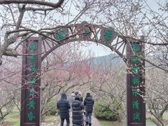 -香雪海