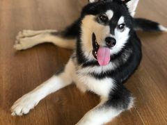-Husky Go! 哈士奇体验馆·宠物咖啡厅狗咖