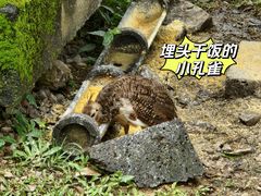 -云南勐巴娜西珍奇园