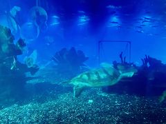 -海棠湾洲际-涛·海底餐厅·美人鱼·自助餐·海底隧道