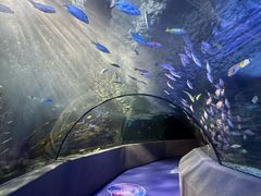 -太平洋海底世界