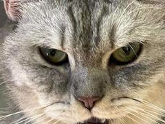 -猫儿山۰猫主题餐厅