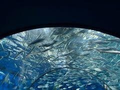 -上海海洋水族馆