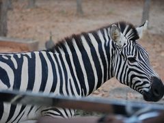 -清迈夜间动物园