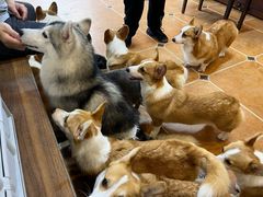 -柯斗斗主题餐厅·狗咖·围炉煮茶·茶饮(国瑞升平里店)