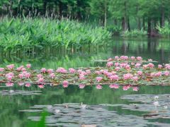 -白鹭湾湿地公园