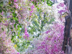 -深圳国际园林花卉博览园