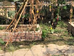 -马陆小张葡萄园农家乐