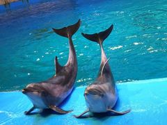 -芜湖新华联大白鲸海洋公园