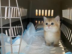 -飞行喵MR PILOT|猫舍·猫咖(静安大融城店)
