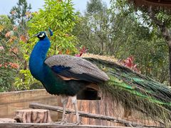 -森波拉奇妙世界