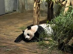 -深圳野生动物园