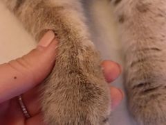 -名猫咖啡馆·撸猫·拼豆