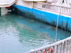 -广东惠东海龟国家级自然保护区