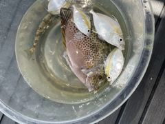 -小猫钓鱼海钓俱乐部(椰梦长廊店)