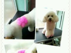android_upload_pic-唐小姐の猫狗洗护·购宠旗舰店(周浦万达店)