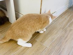 -李小姐の猫咖啡馆(五角场店)