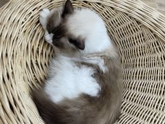 -李小姐の猫咖啡馆(五角场店)