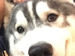 -more than meow吴止猫主题餐厅(承德 中船汇店)