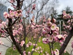 -新虹桥中心花园