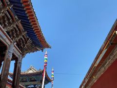-塔尔寺菩提树