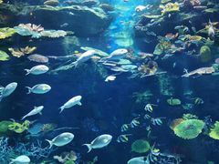 -暹罗海洋世界