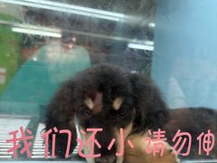 -FAELING PETS美天灵宠物(合生汇店)