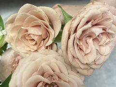 -弗劳尔花艺坊(龙涛店)