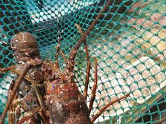 -御同亨酒楼·喜宴